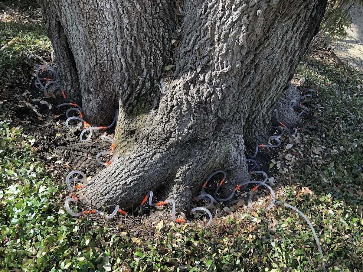 Detailed Tree Cabling and Bracing job site in Tuckahoe