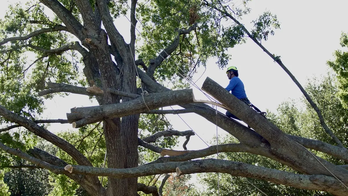 Professional Crown Thinning performed by certified arborists in Tuckahoe