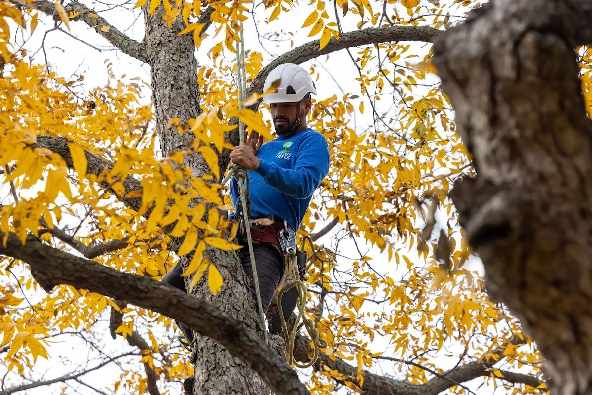 Skilled Tree Pruning crew working in Tuckahoe
